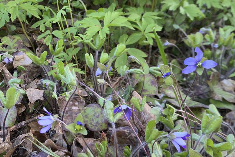 Kuvassa sinivuokkoja.