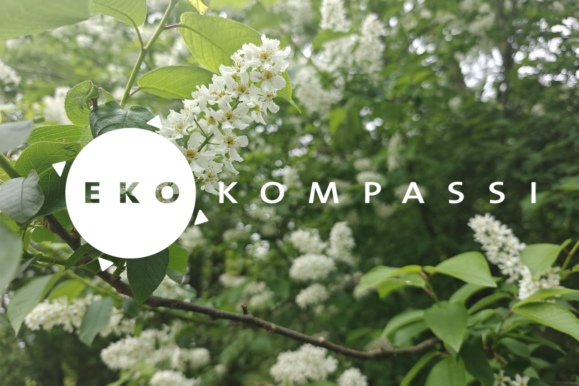 Kuvassa Ekokompassilogo sekä kukkiva Tuomi.