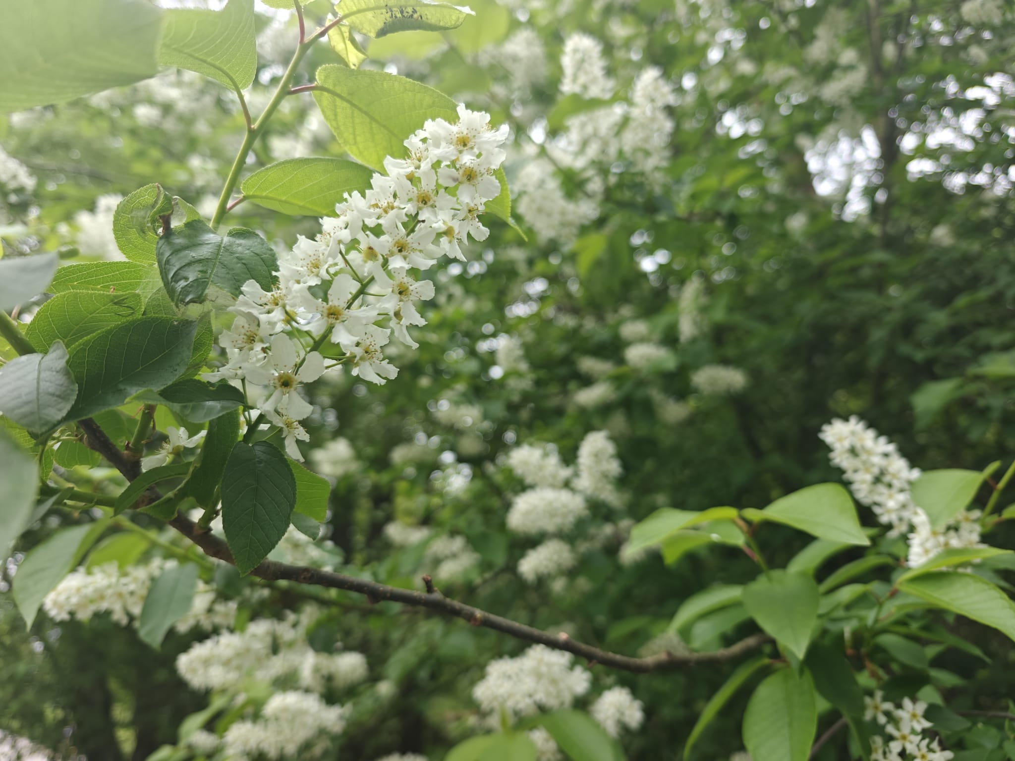 Kuvassa Tuomen kukkia.
